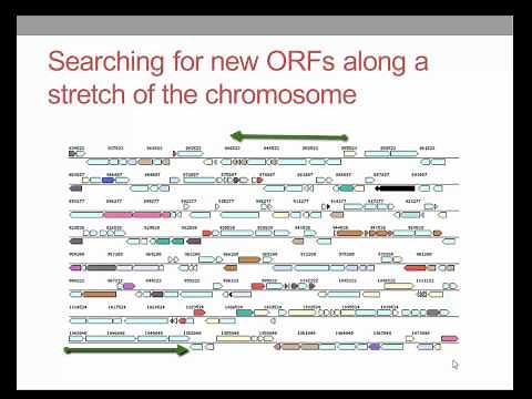 What is gene annotation?