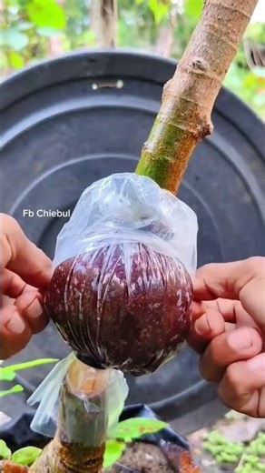You Won’t Believe the Root Growth on This Ficus Racemosa!