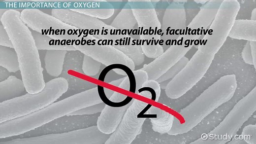 Facultative Anaerobe | Definition, Importance & Characteristics