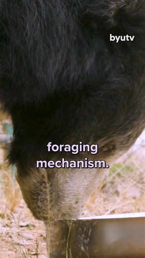 Did you know sloth bears love porridge? 🐻🥣 It’s just one of the many quirky, lovable things about these incredible animals! Want to learn more about them—and meet one with an inspiring story? Watch the newest episode of The Wizard of Paws, streaming now on the BYUtv app! #WizardOfPaws #WizardOfPawsTV #BYUtv #BionicPets #SlothBear | The Wizard of Paws