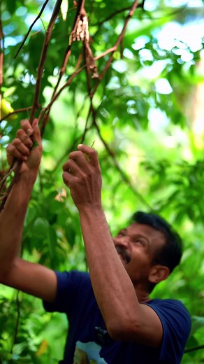 Exploring the Exotic Star Fruit | Fresh and Delicious