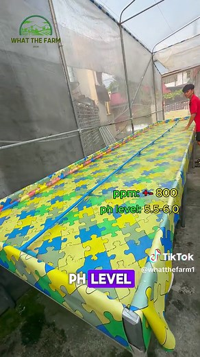 Hydroponics Deep Water Culture: Large-Scale Farming Without Electricity