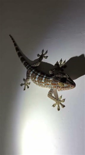 WATCH OUT! This Gecko has a LOUD Surprise! 🦎💥#TokayGecko #ReptileMoments #WildlifeEncounters