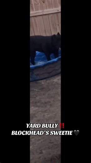 BLOCK HEAD on TikTok