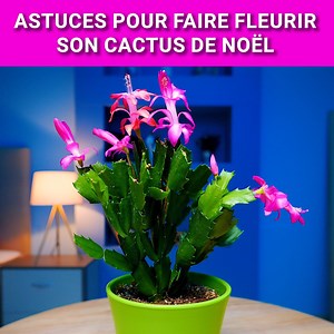 Astuces pour faire fleurir son cactus de Noël | Fabiosa France
