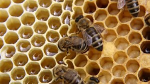 What Does Capped Brood Look Like?