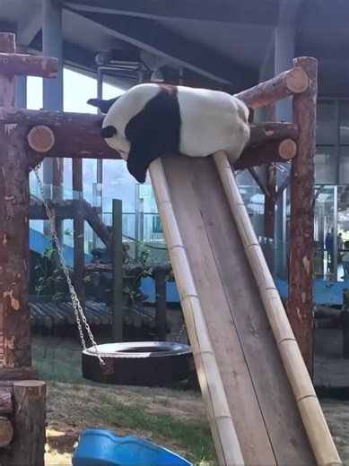 Cute Panda Slides: National Treasure Moments