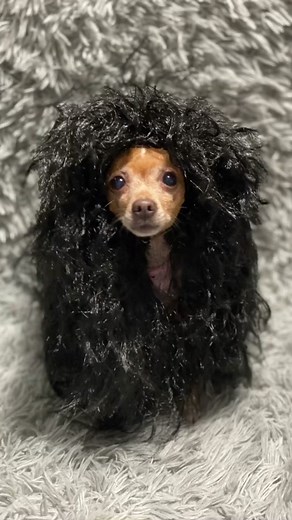 Chihuahua Halloween Costume Ideas for Your Pet