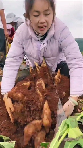 Rural farmer picking yakun potatoes from the field #shortvideo #farming #potato #youtubeshorts