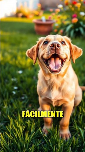 Labradores Retriever: ¿Por Qué? 🐾