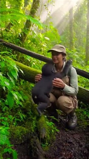 Baby Gorilla Chooses a Young Researcher on Her First Field Day