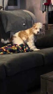 Zoomie time with Daisy Mae