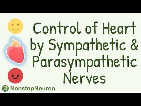 What Effects Do Sympathetic and Parasympathetic System Produce on Heart?
