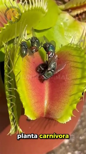 Los animales más impresionantes del planeta que quizás no conocías #animales #fauna #naturaleza #mundoanimal #animals #curiosidades #virals #reelsfacebook | Mundo Animal