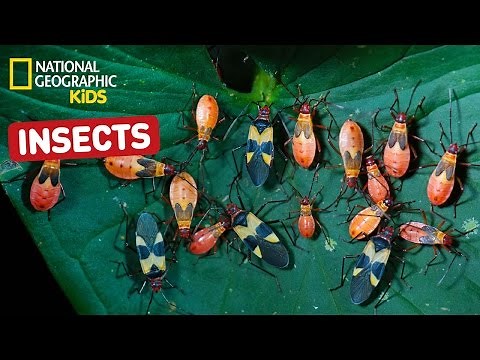 Find Out About Insects! | Nat Geo Kids Insects Playlist