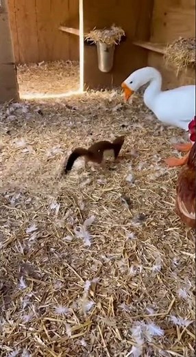 Goose Hero Saves Chicken from a Ferocious Weasel Attack!