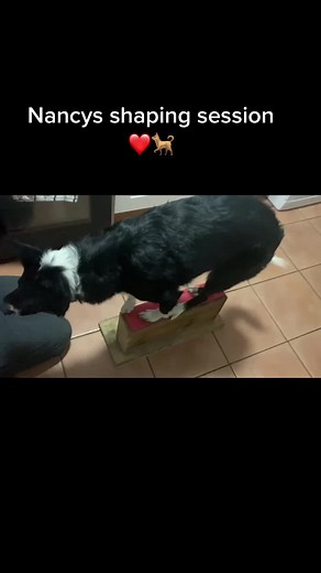 #dogtrainer #behaviourmanagement #behaviourmodificationindogs #behaviourcoaching #behaviourmodification #greenpantry #thesmallanimalclinic #centrepaws #dbdogtraining