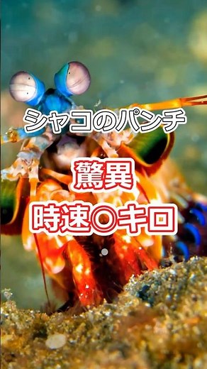 シャコパンチの威力がヤバい#生態解説 #シャコパンチ#シャコ#ゆっくり解説