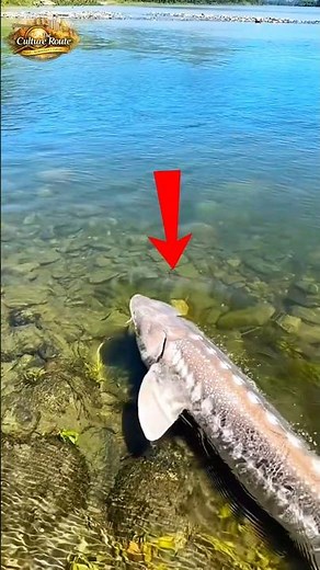 This Fish Existed With Dinosaurs 😳 The Shocking Truth About Sturgeon!