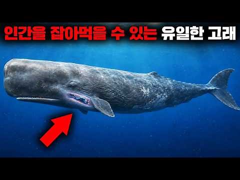 "Swallowed Alive": How Long Can a Human Survive Inside a Whale? [Nature]