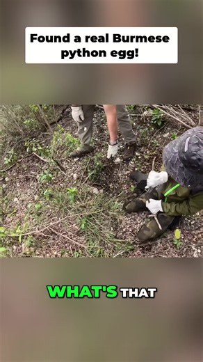A Burmese python egg! Found this live one, and you can even see where the baby hatched out. What a find! #outdoorboys #lukenichols #OutdoorCooking #Survival #InvasiveSpecies #SnakeFacts #WildEncounter #AboveAverage #Python