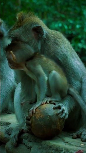 Amazing Fact About the Monkey's Prehensile Tail! #monkeytail #animalfacts