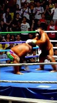 #Orangutan Boxing Showdown! 🦧🥊 #orangutans #boxing #funnyanimals