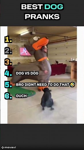 Dog Pranks That Shouldn’t Be This Funny