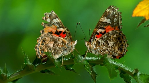 The Remarkable Way that Butterflies Mate
