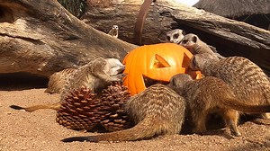The Waterhole Meerkat mob enjoyed a spooky treat today 🎃 | Taronga Western Plains Zoo