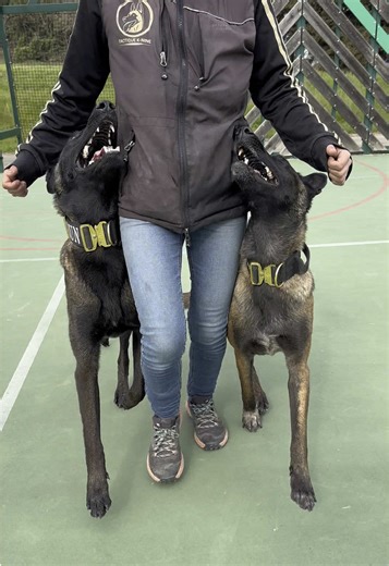 Mastering Focus Heel with Your Belgian Malinois
