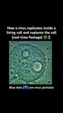 How a virus replicates inside a living cell and ruptures the cell (real-time footage) 🦠🔬 #science