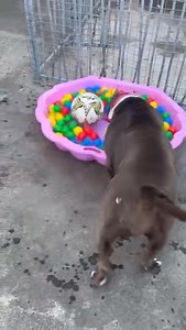 10K views · 200 reactions | Cindy  This gorgeous girl came to us...