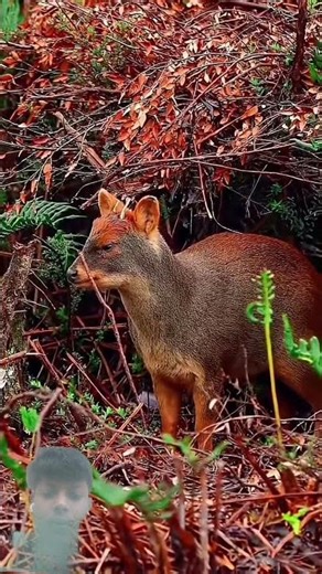 The Smallest Deer in the World – Pudu | Nature’s Hidden Jungle Don 🦌#wildlife