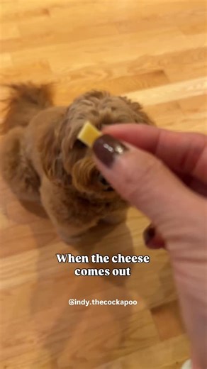 INDY THE COCKAPOO on Instagram: "There’s no avoiding the cheese tax in this house🧀 #cheeselover #cockapoo #doodles #spoodle #cheesetax #tot #happydog"