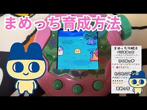 たまごっちパラダイスのまめっちの進化方法。たまごっちパラダイスでまめっちにする方法、食べ物。とことこヤングにしよう！