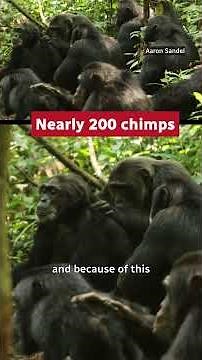 Why did a chimp 'civil war' erupt in Uganda?