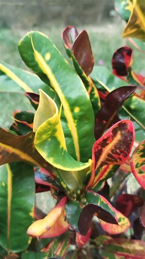 🇧🇷 The most Brazilian plants in my garden! 🌿💛💚 #worldcup #greenandyellow #brazil