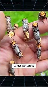 Con bướm đêm này có độc không? #viral