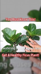 Stop Ficus Plant Leaves Turning Brown // Ficus Plant Care