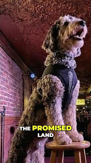Funny Dog Comedian Roasts Airbnb & Squirrels at Comedy Cellar! #shorts