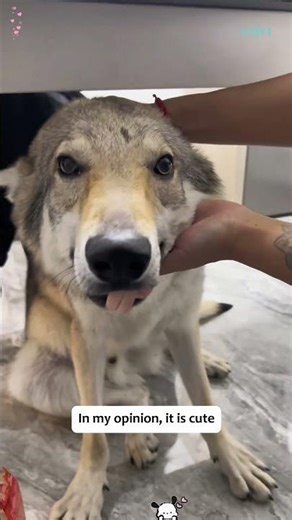 As I was about to leave,I saw a homeless little dog lying next to my car,and then...#animal #rescue