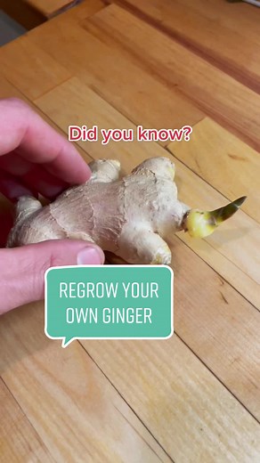 How to Regrow Your Own Ginger: Step-by-Step Guide