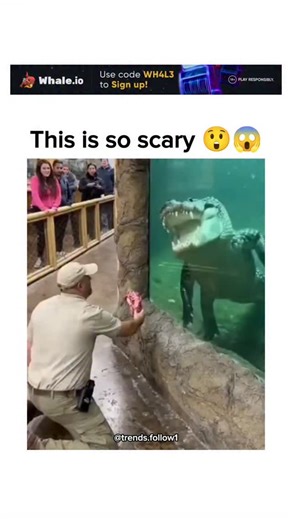Viral Trending content on Instagram: "The video shows a zookeeper feeding a large alligator through a glass enclosure, which suddenly shatters, causing chaos with water and glass fragments, but it is an AI-generated fabrication, as confirmed by multiple fact-checks noting unrealistic water dynamics and lack of any real incident reports. Posted by @Crazymoments01 , a profile dedicated to sharing viral global videos, the clip has attracted nearly 2,000 views since its upload today, with replies qu