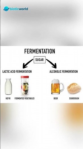 Fermentation Explained in 40 Seconds 🍞Lactic vs Alcoholic Fermentation #fermentation #biochemistry
