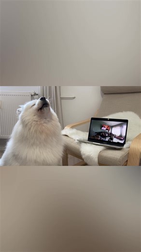 Zootopia Dog Howling Compilation