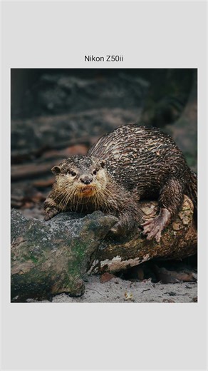 I'm a photographer and I took this photo #nikon #photography #otters #photooftheday # #nikonz50ii