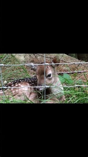 Probably my favourite encounter ever, a stones throw from home. #shorts #babydeer #natureconnection