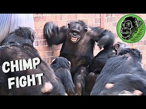Baby Chimp In Danger As Big Female Chimp Fight Breaks Out