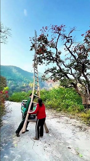 Harvesting Persimmons with a Wooden Ladder in the Countryside